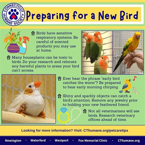 養雀|養雀小知識 Bird caring tips 